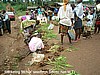 'Fitchuk' seedlings, Batibo, Cameroon